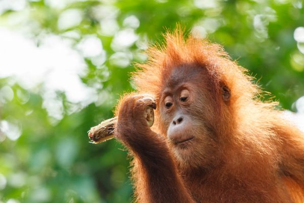 Na Sumatru za orangutany a slony